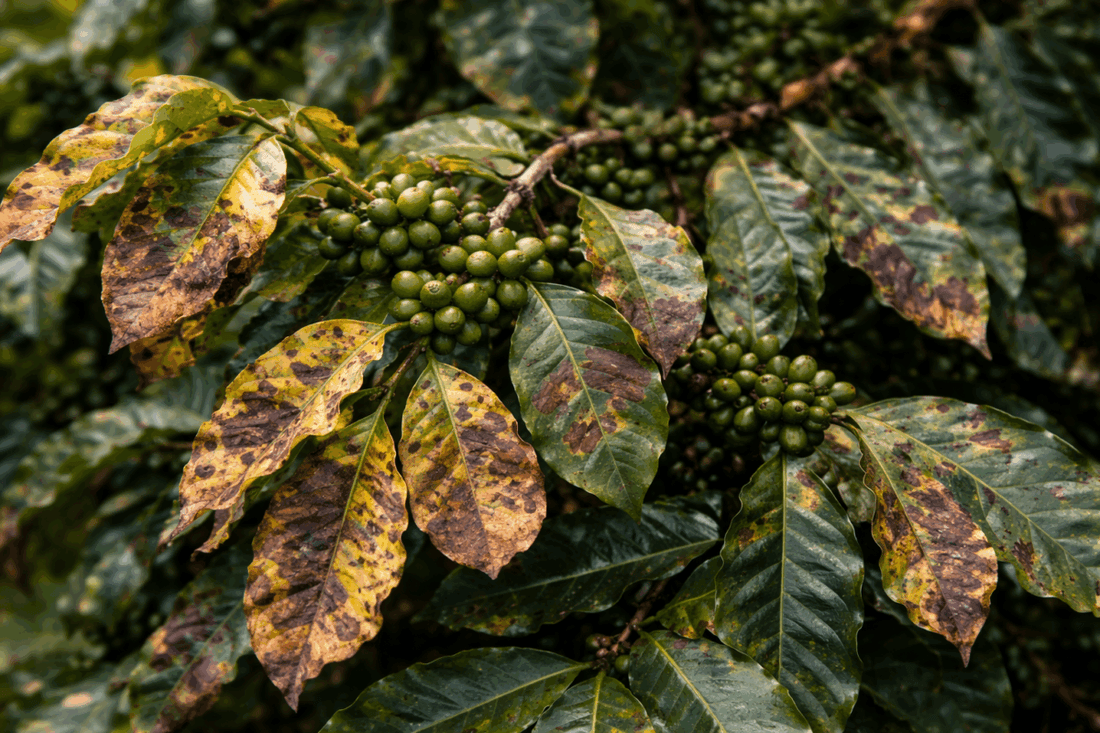 Les maladies du café
