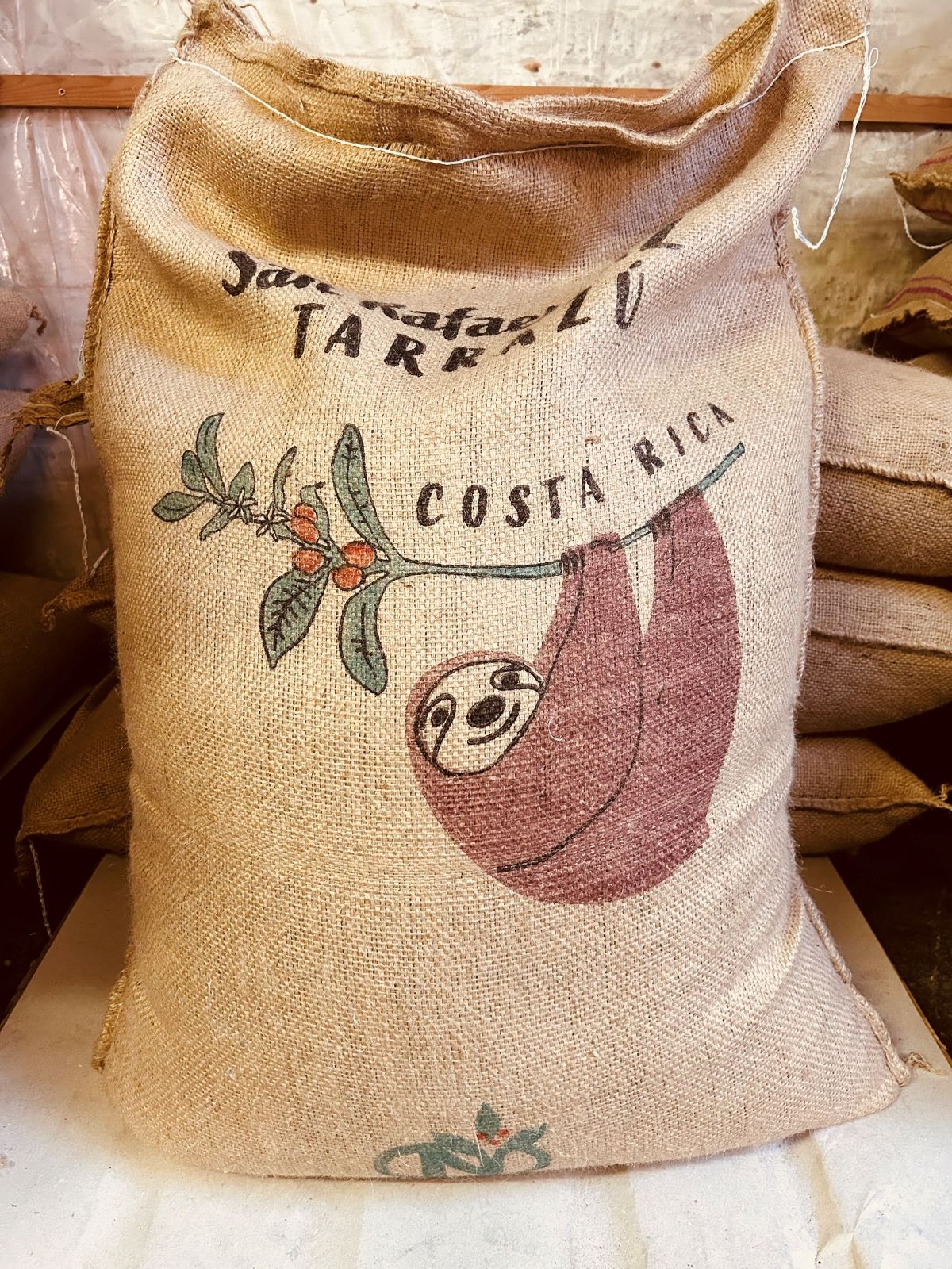 Café Costa Rica Tarrazu – Costa Rica – Cafés Van Hove