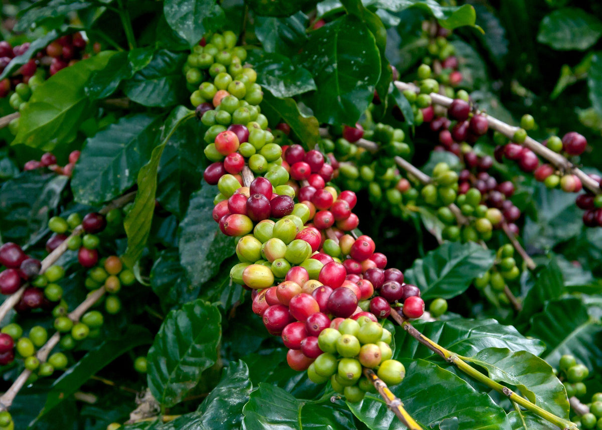 Cerise de café Maragoype Nicaragua