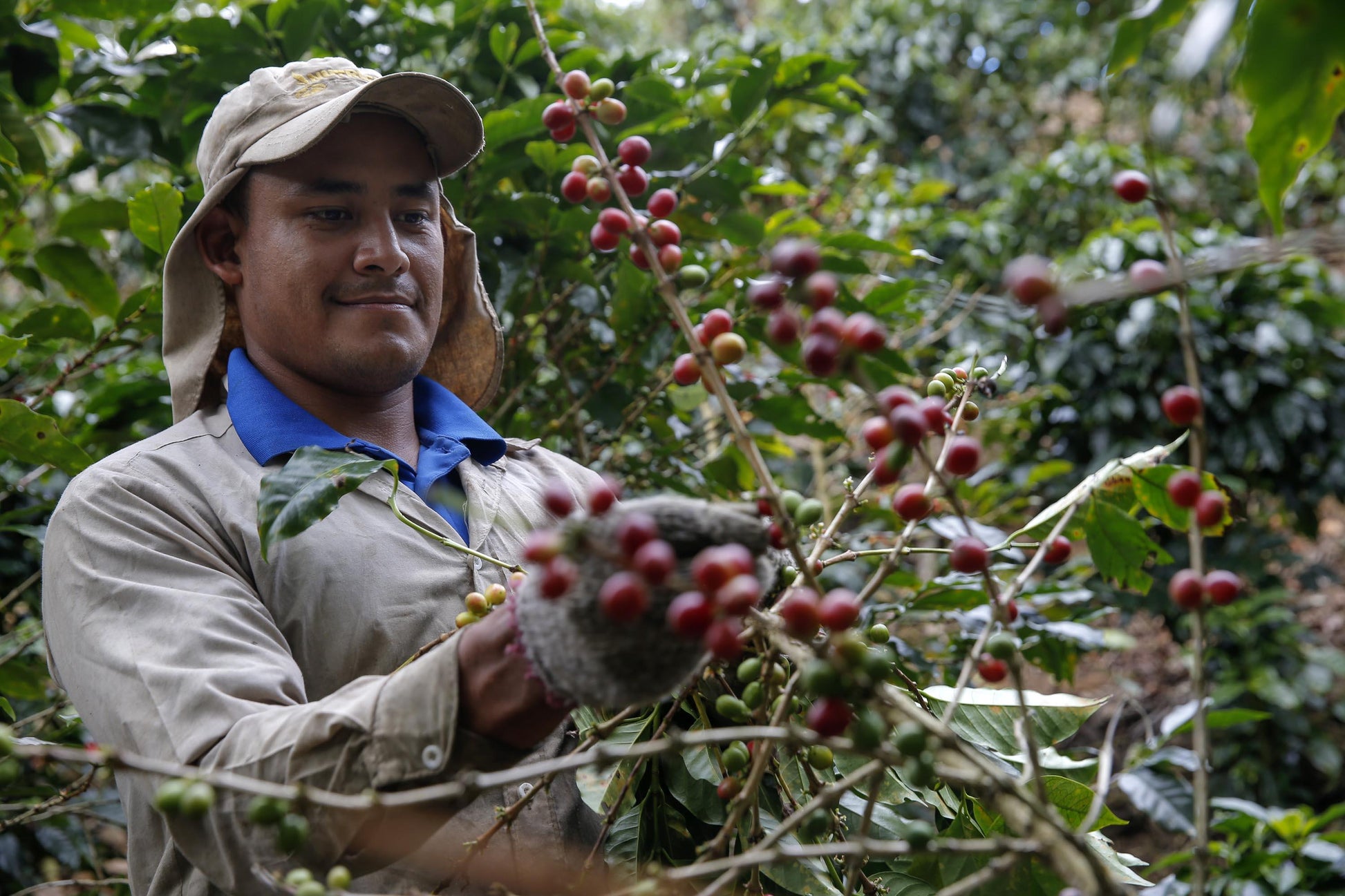 Cueilleur de café Costa-Rica Tarrazu