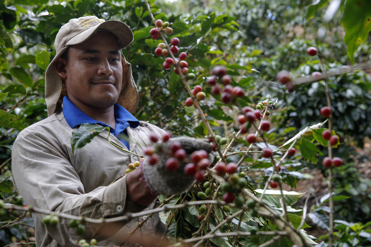 Cueilleur de café Costa-Rica Tarrazu