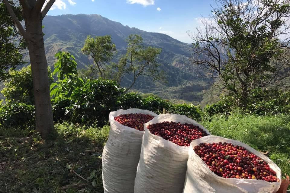 Fèves de café Costa Rica Tarrazu