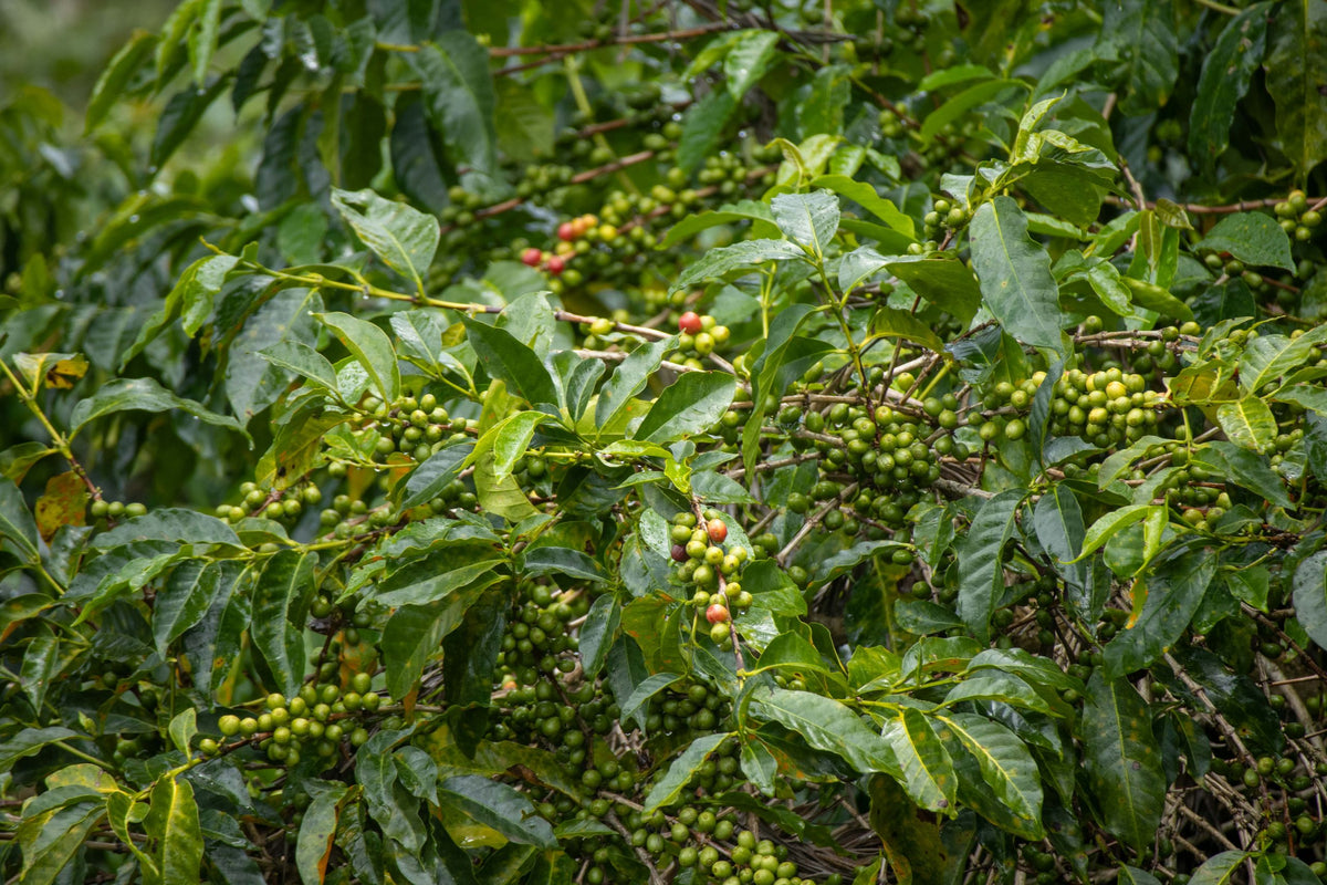 Plantation de café Burundi Kalico fèves vertes et rouges