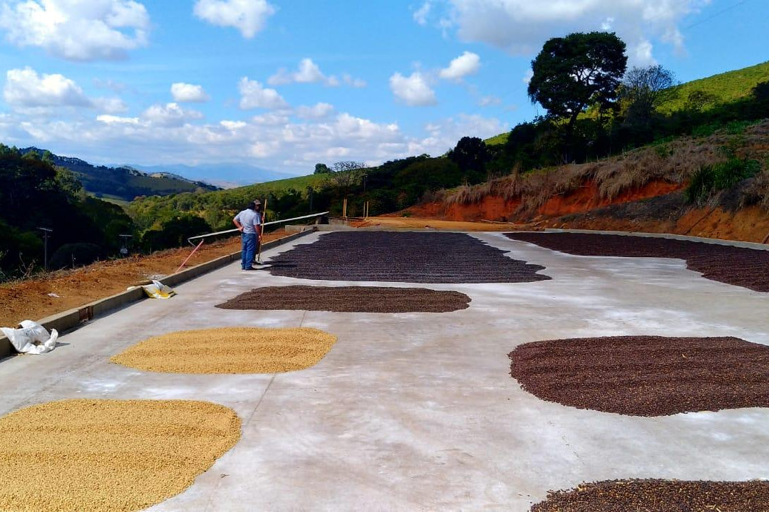 Café Santos séchage des grains au soleil