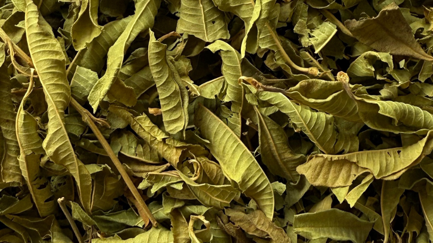 Verveine - Tisane aux délicates notes citronnées
