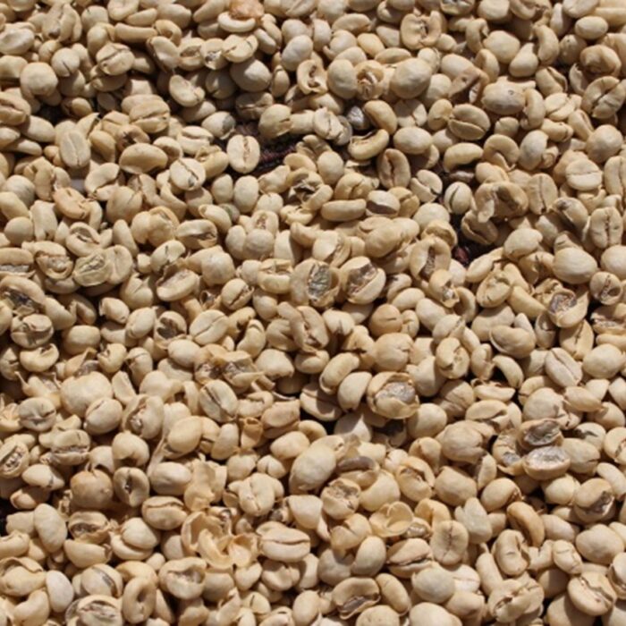 café vert Kenya Top kiri Peaberry