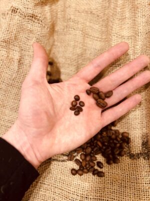 Café arabica et café robusta