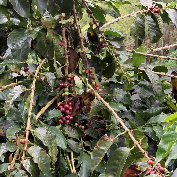 Cerise de café Colombie Bio