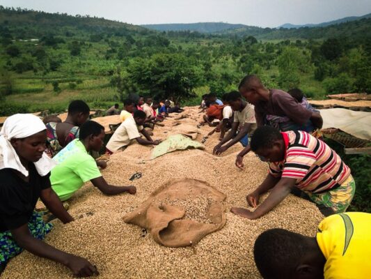 Séchage du café Burundi