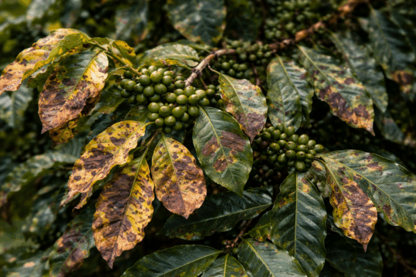Les maladies du café